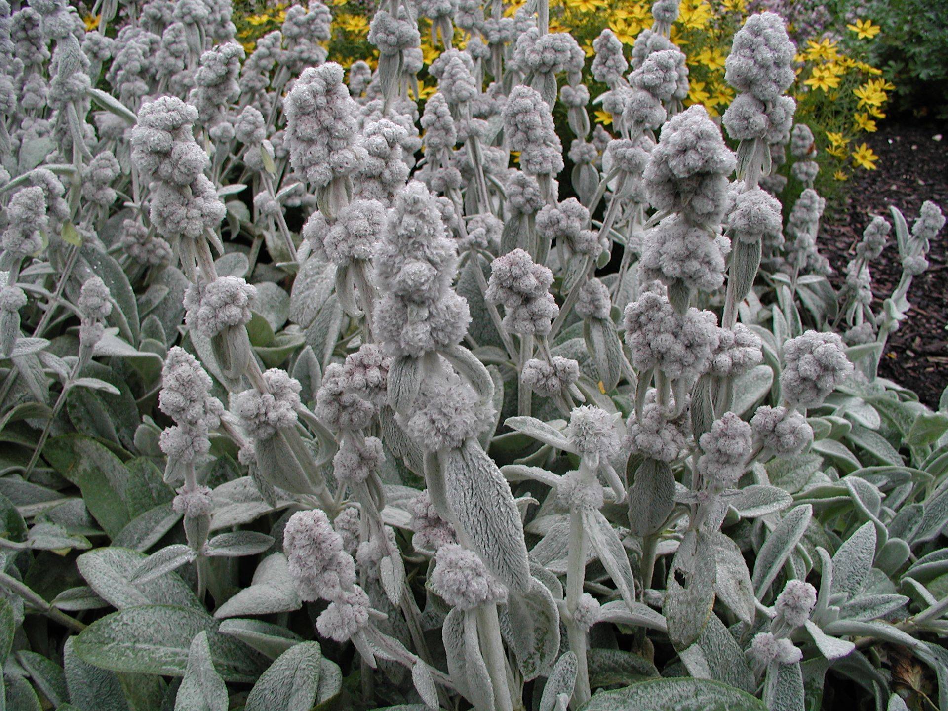 Превью изображения