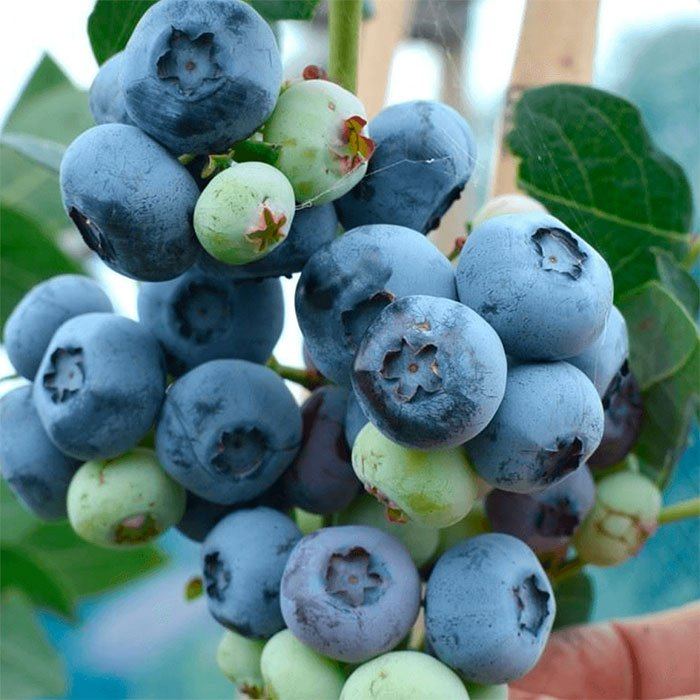 Превью изображения