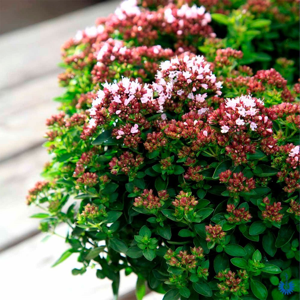 Превью изображения