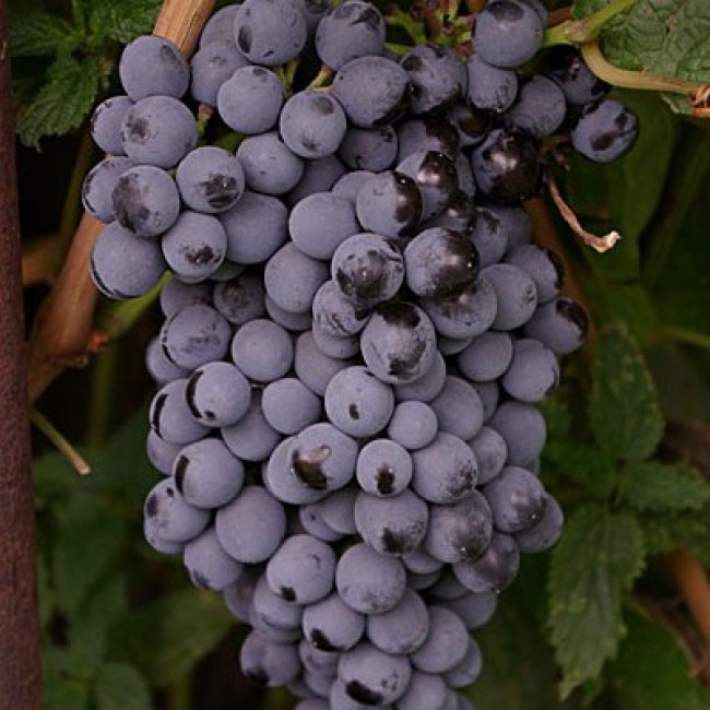 Превью изображения