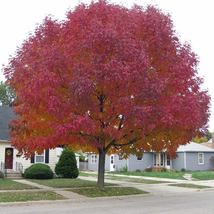 Превью изображения