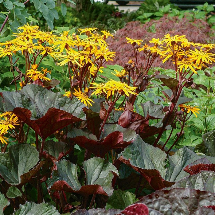 Превью изображения