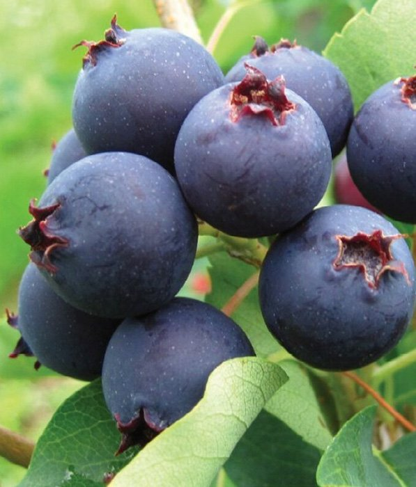 Превью изображения