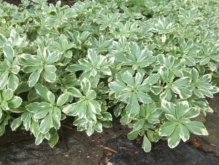 Превью изображения