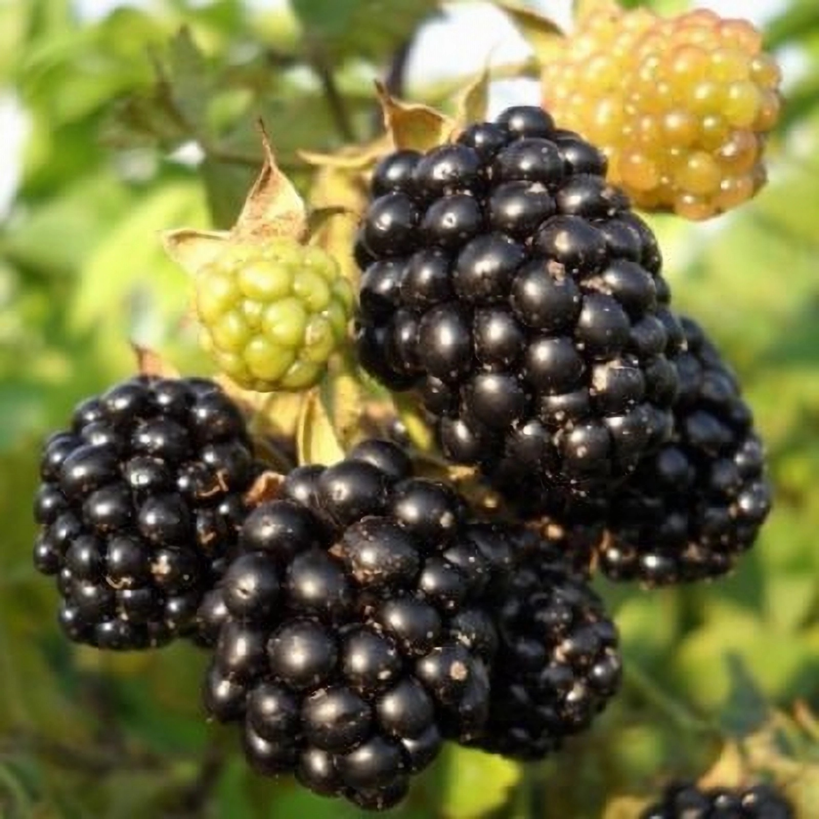Превью изображения