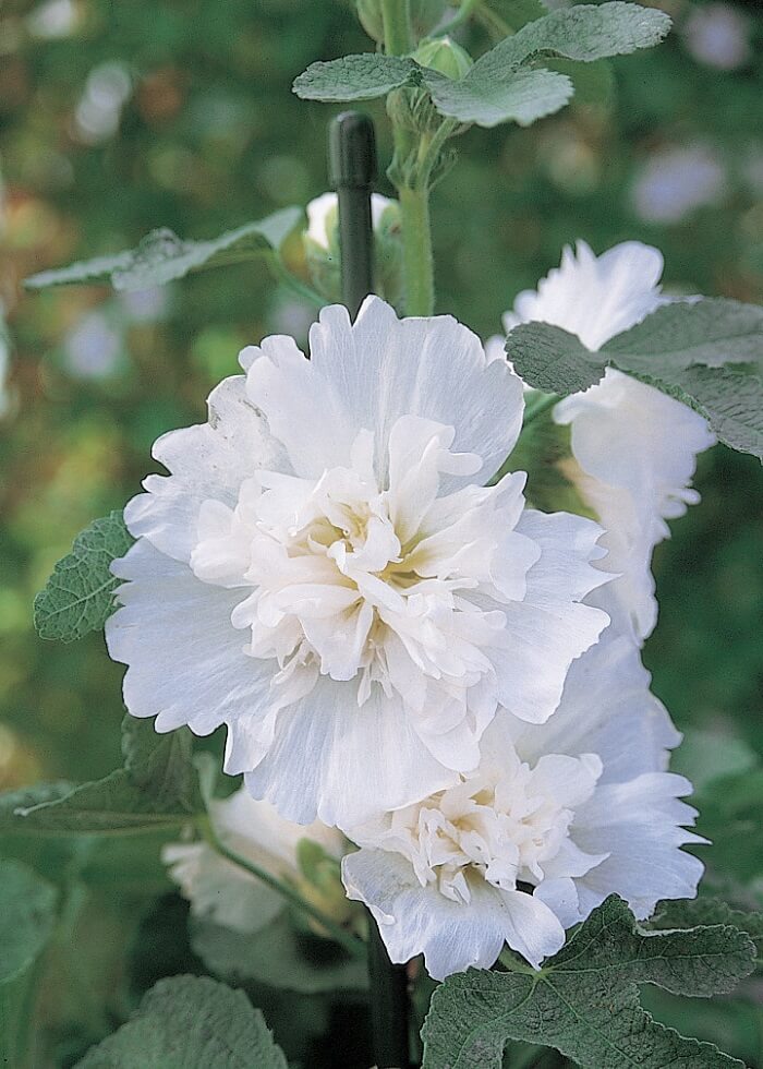 Превью изображения