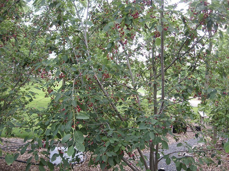 Превью изображения