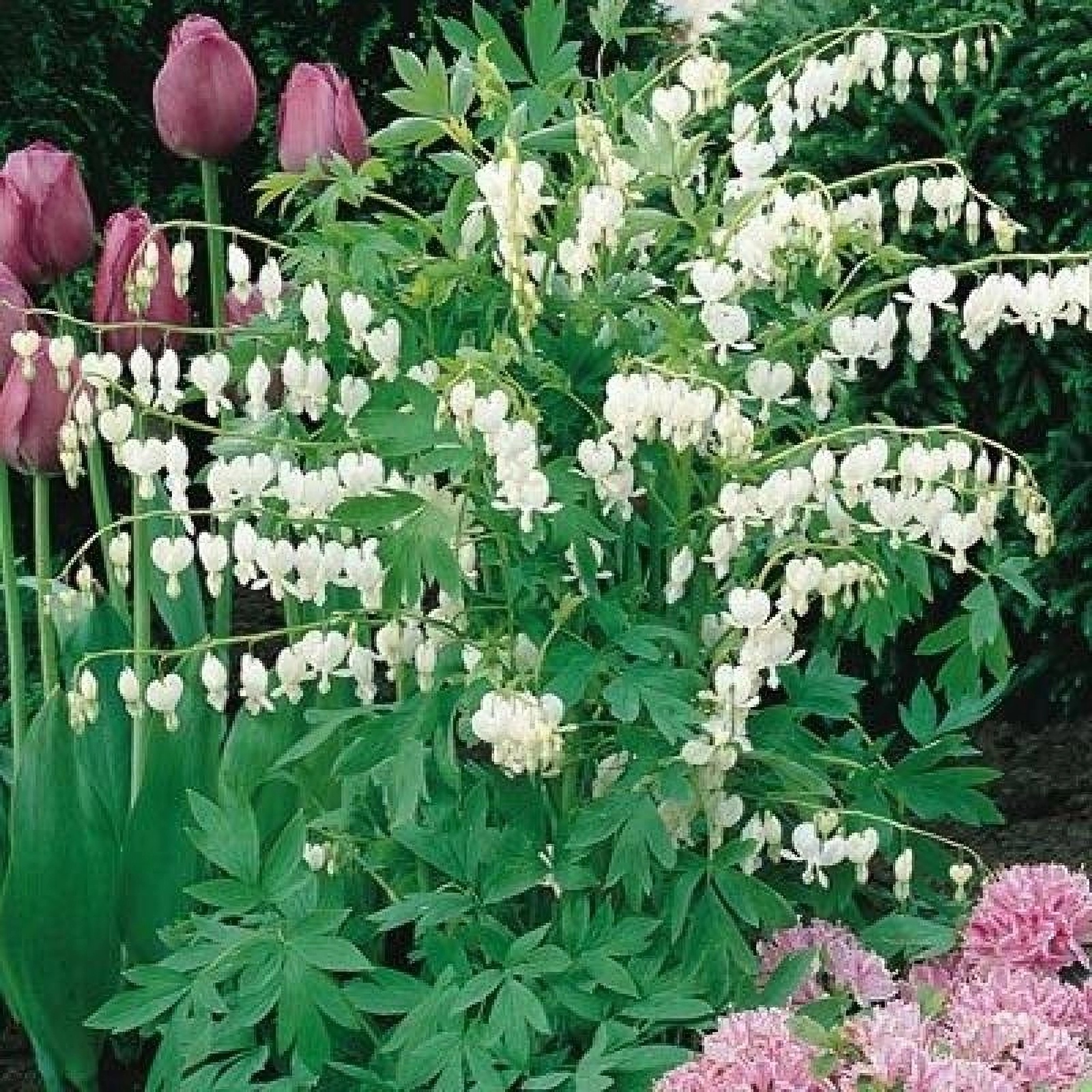 Превью изображения