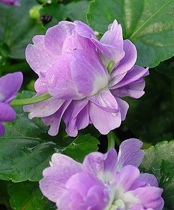 Превью изображения