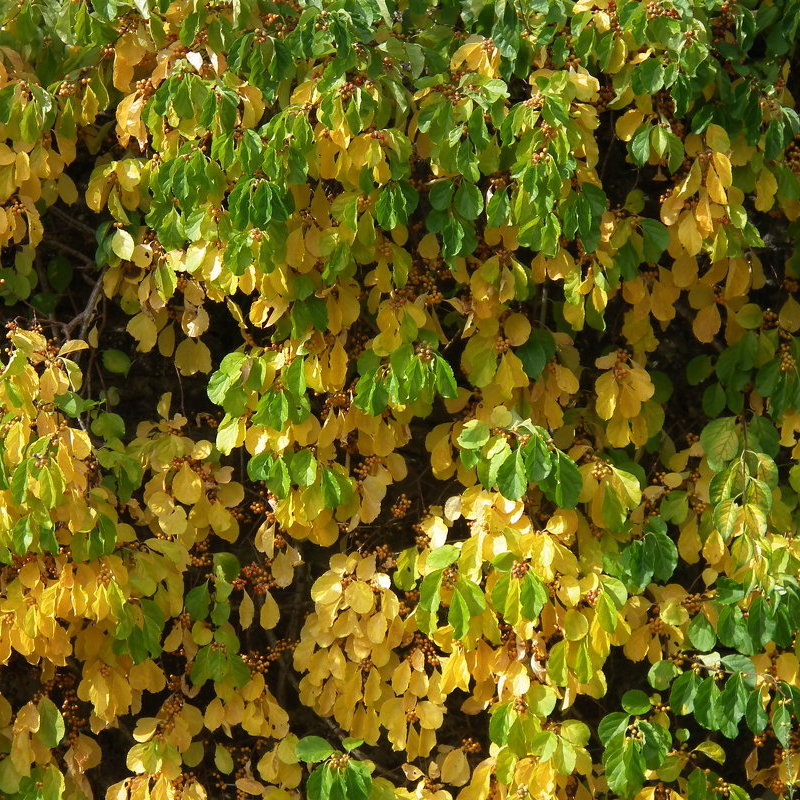 Превью изображения