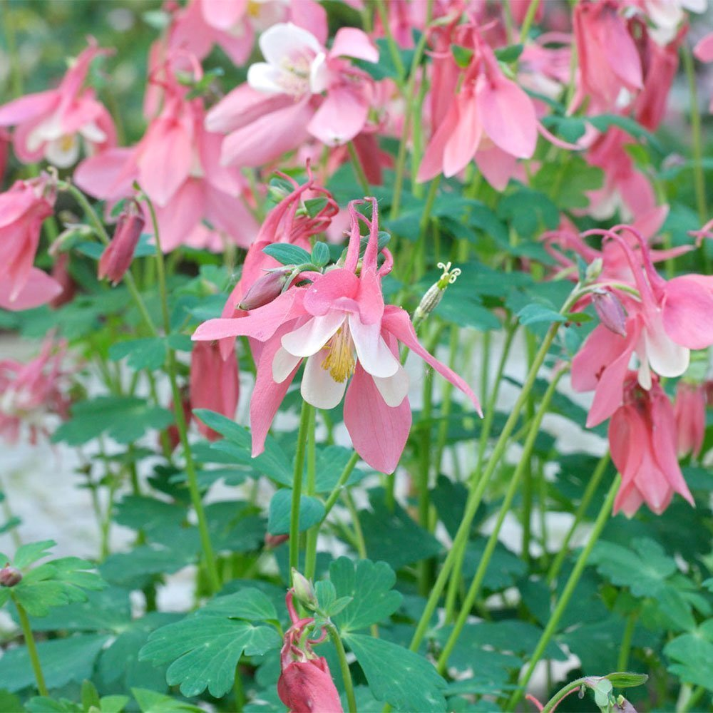 Превью изображения