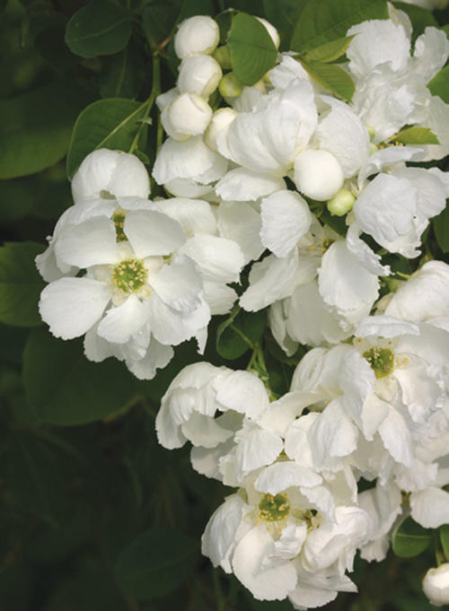 Превью изображения