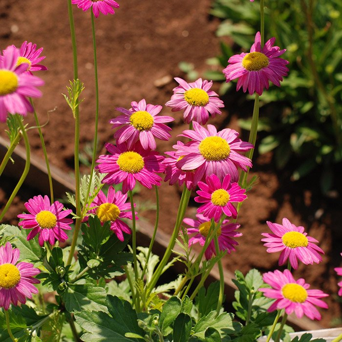 Превью изображения