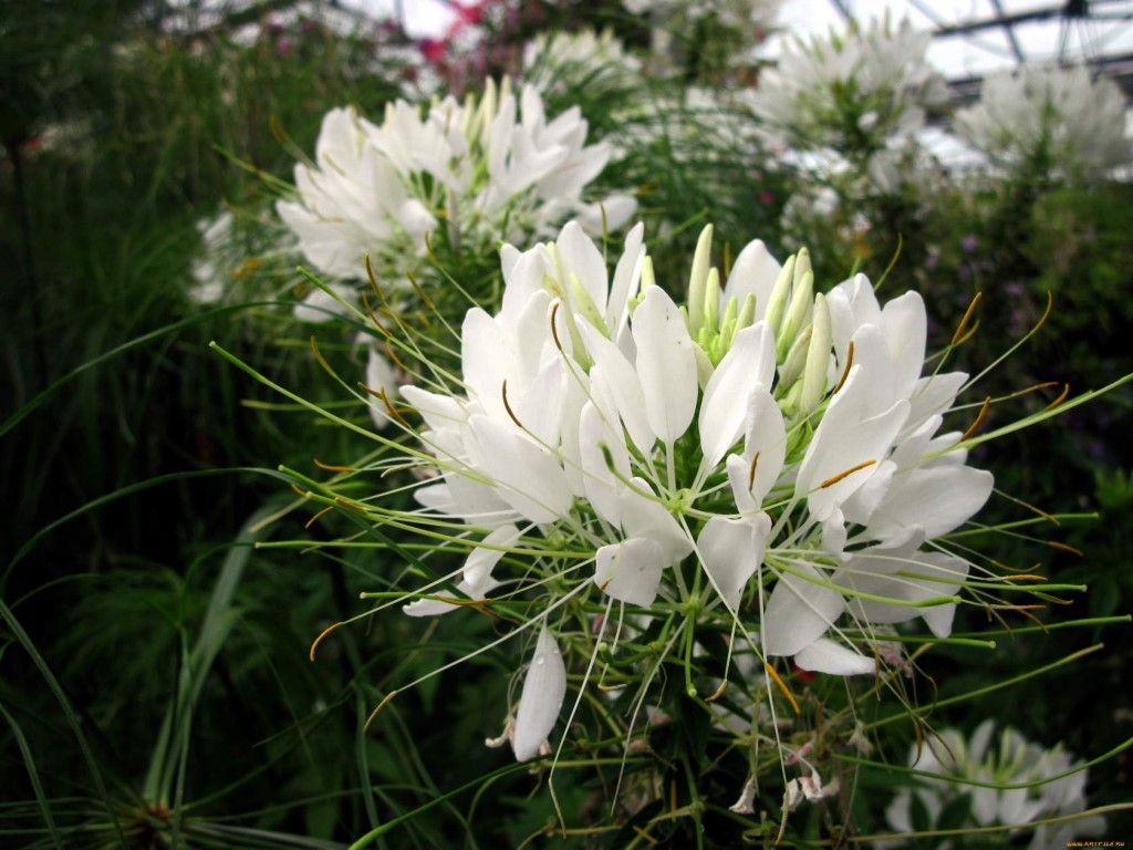 Превью изображения