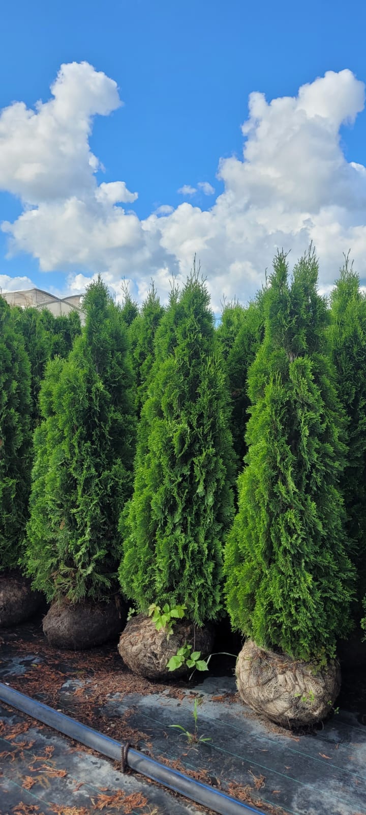 Превью изображения