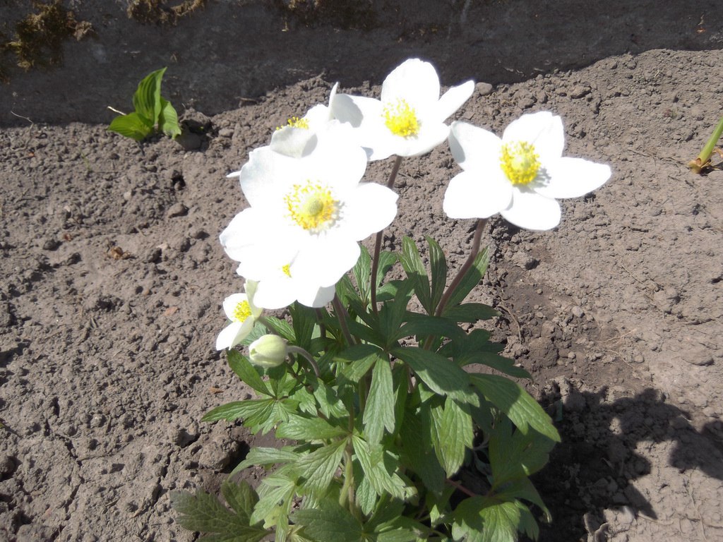 Превью изображения