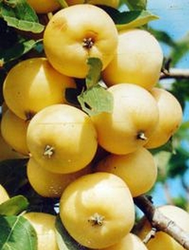 Превью изображения