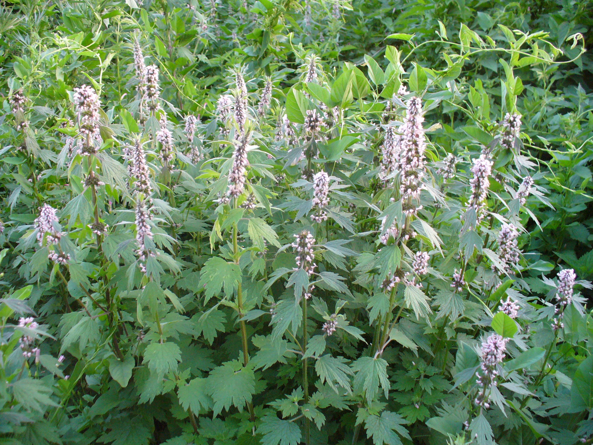 Превью изображения