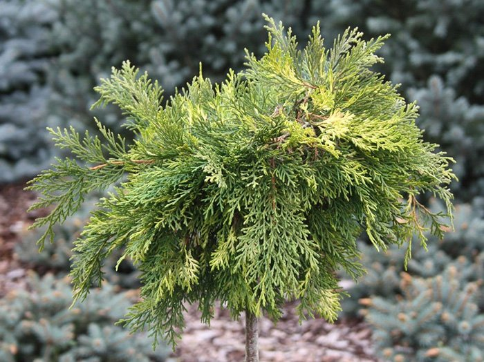 Превью изображения