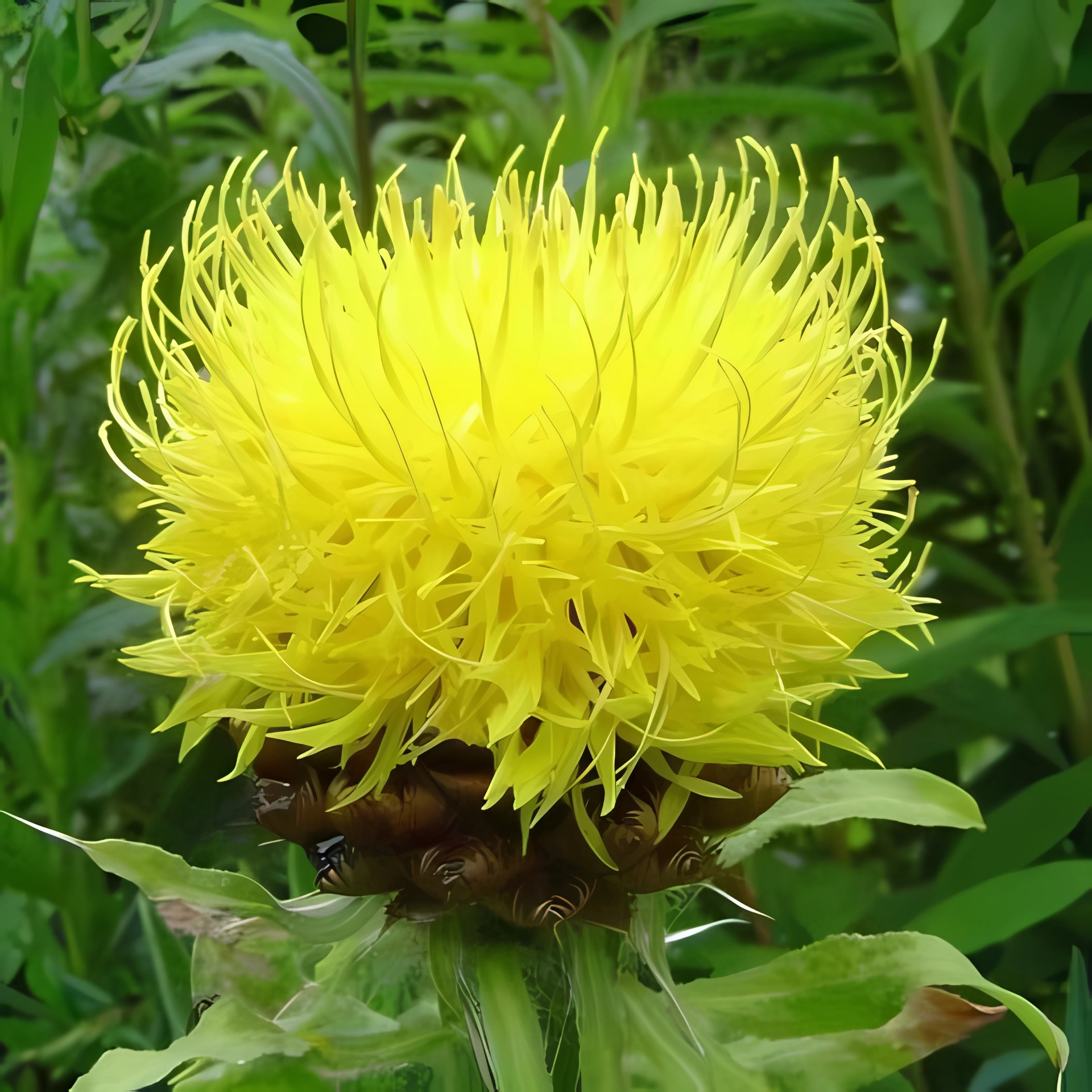 Превью изображения