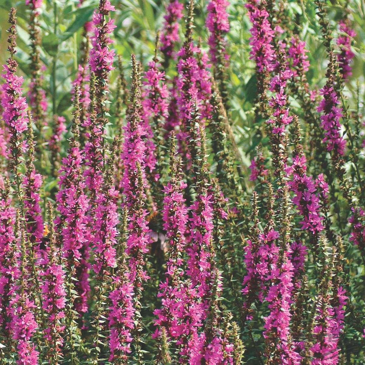 Превью изображения