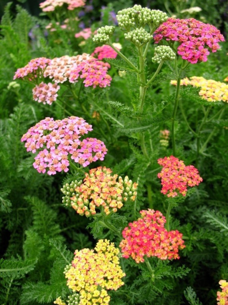 Превью изображения