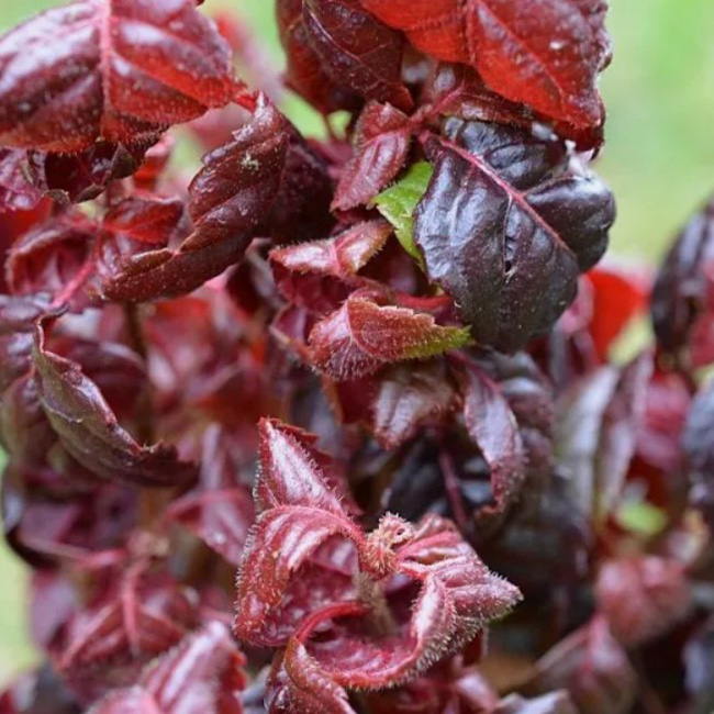 Превью изображения