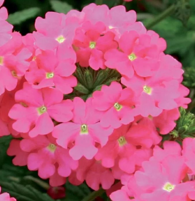 Превью изображения