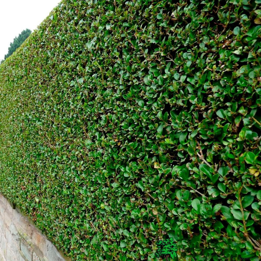 Превью изображения