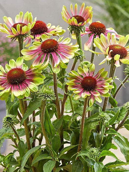 Превью изображения