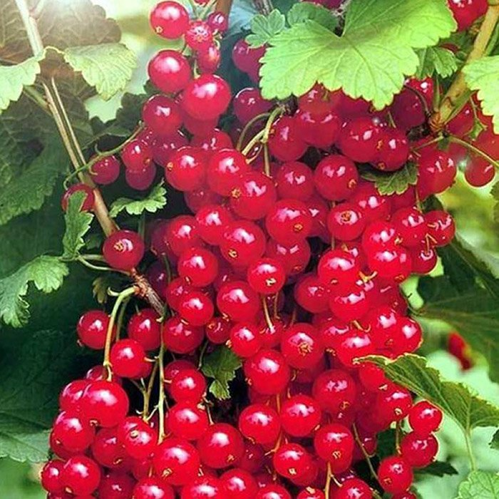 Превью изображения