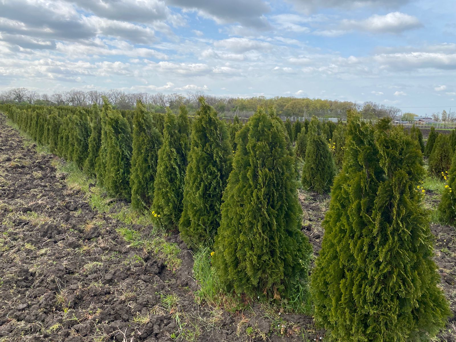 Превью изображения