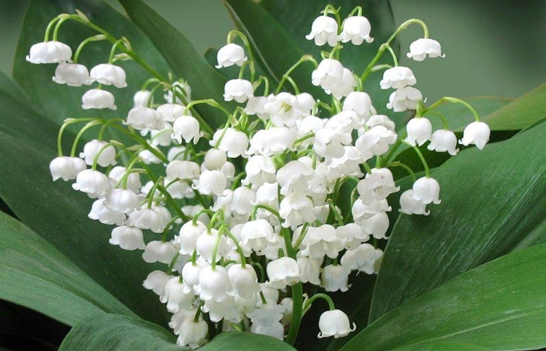 Превью изображения