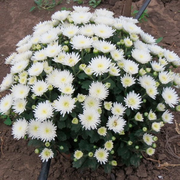 Превью изображения