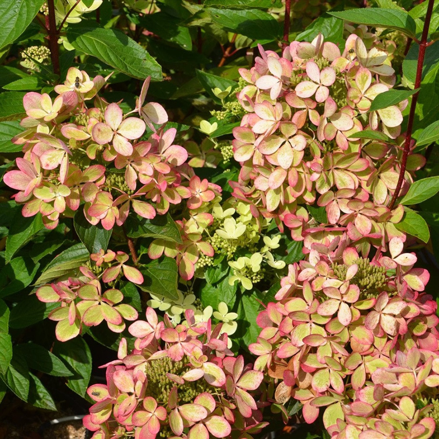 Превью изображения