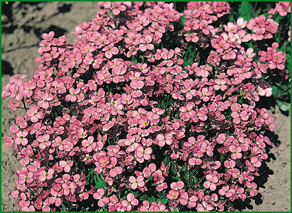 Превью изображения