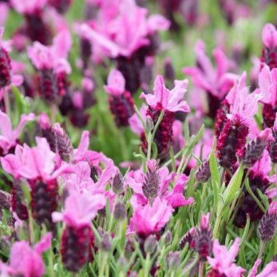 Превью изображения