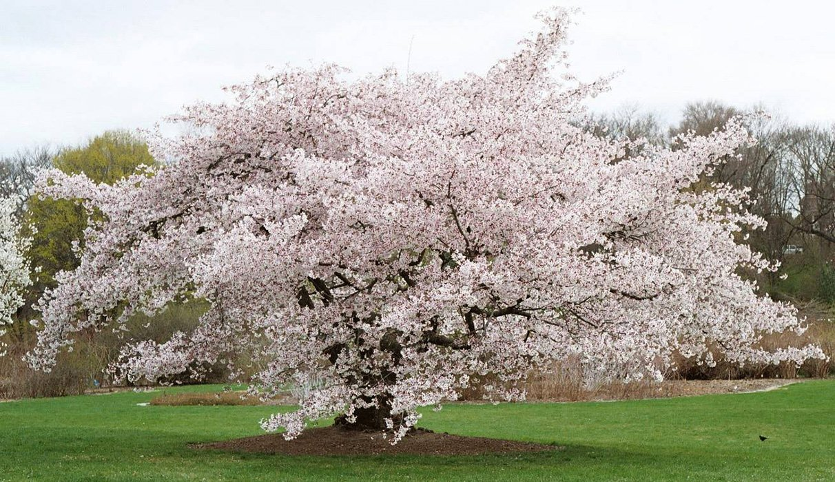 Превью изображения