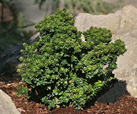 Превью изображения