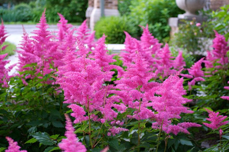 Превью изображения