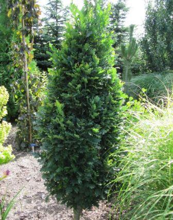 Превью изображения