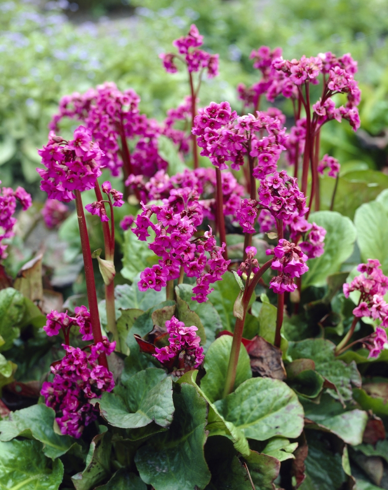 Превью изображения