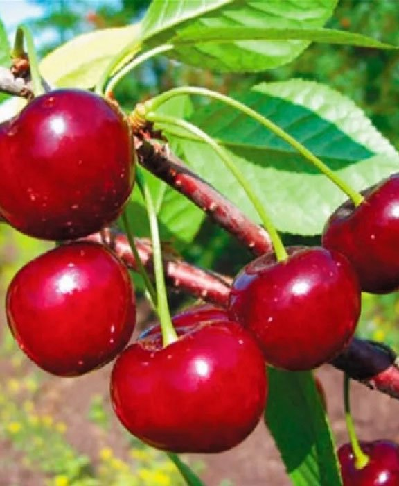 Превью изображения