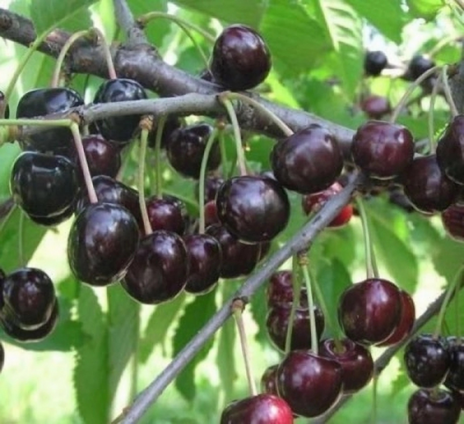 Превью изображения