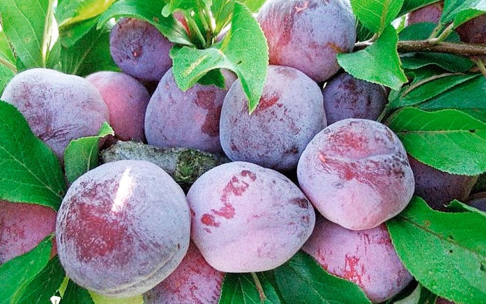 Превью изображения