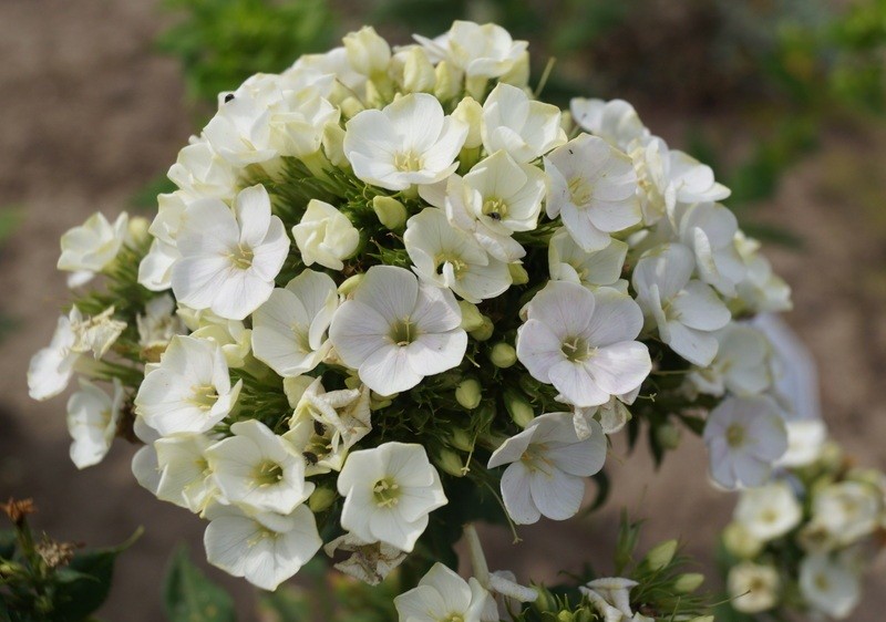 Превью изображения