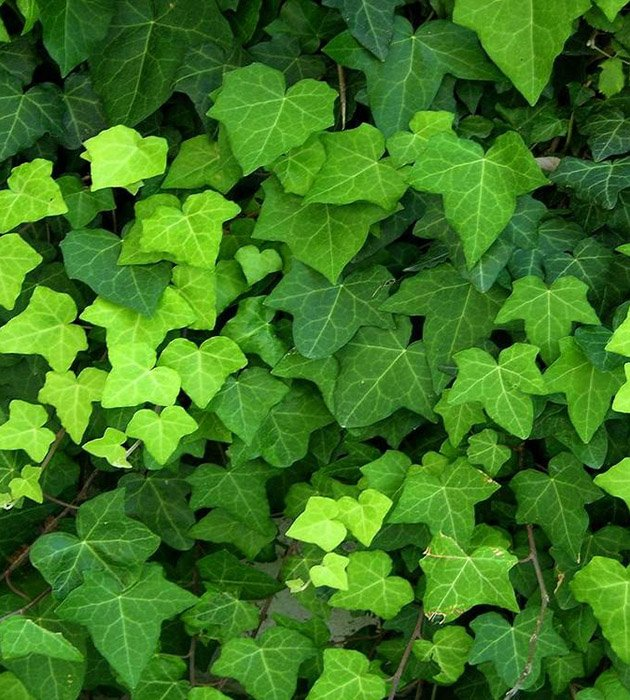 Превью изображения