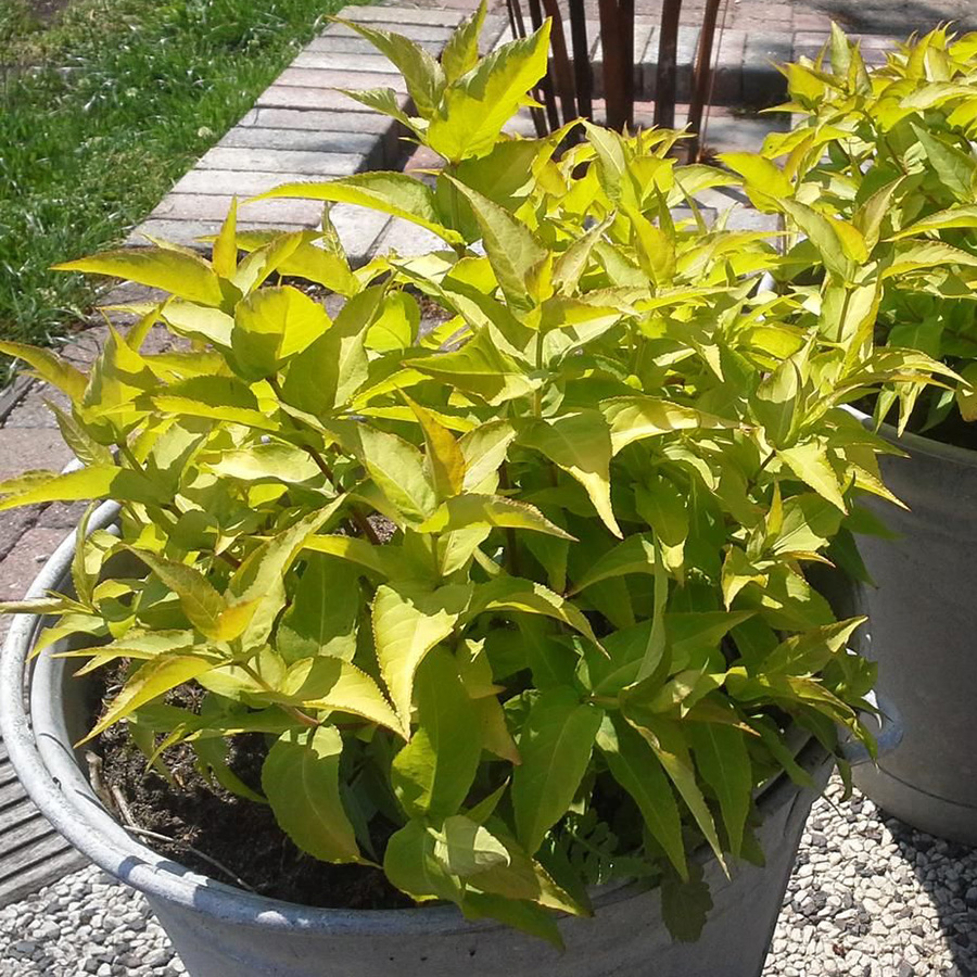 Превью изображения