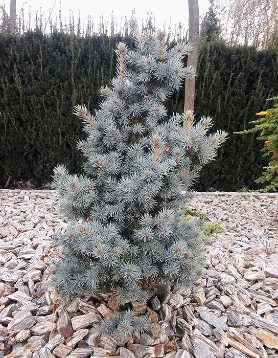 Превью изображения