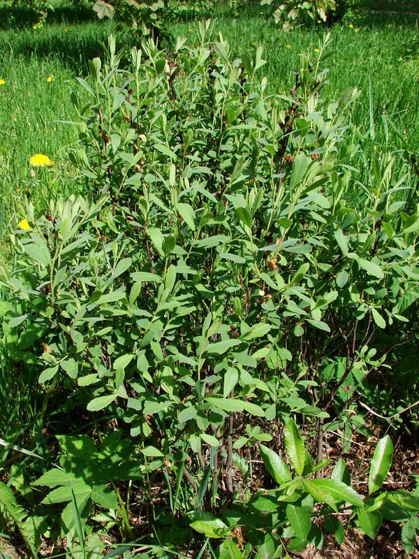 Превью изображения